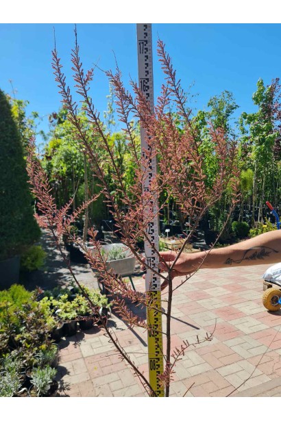 Тамарікс галузистий - 3л/вис.50-70см/Ø35-45см